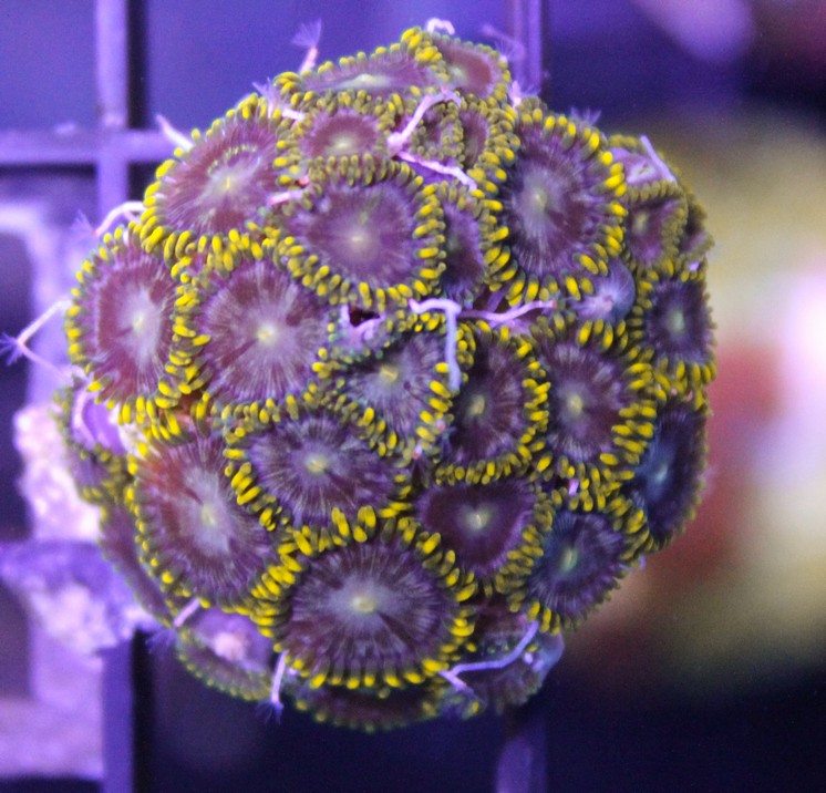 Yellow Zoas Frag Box Corals