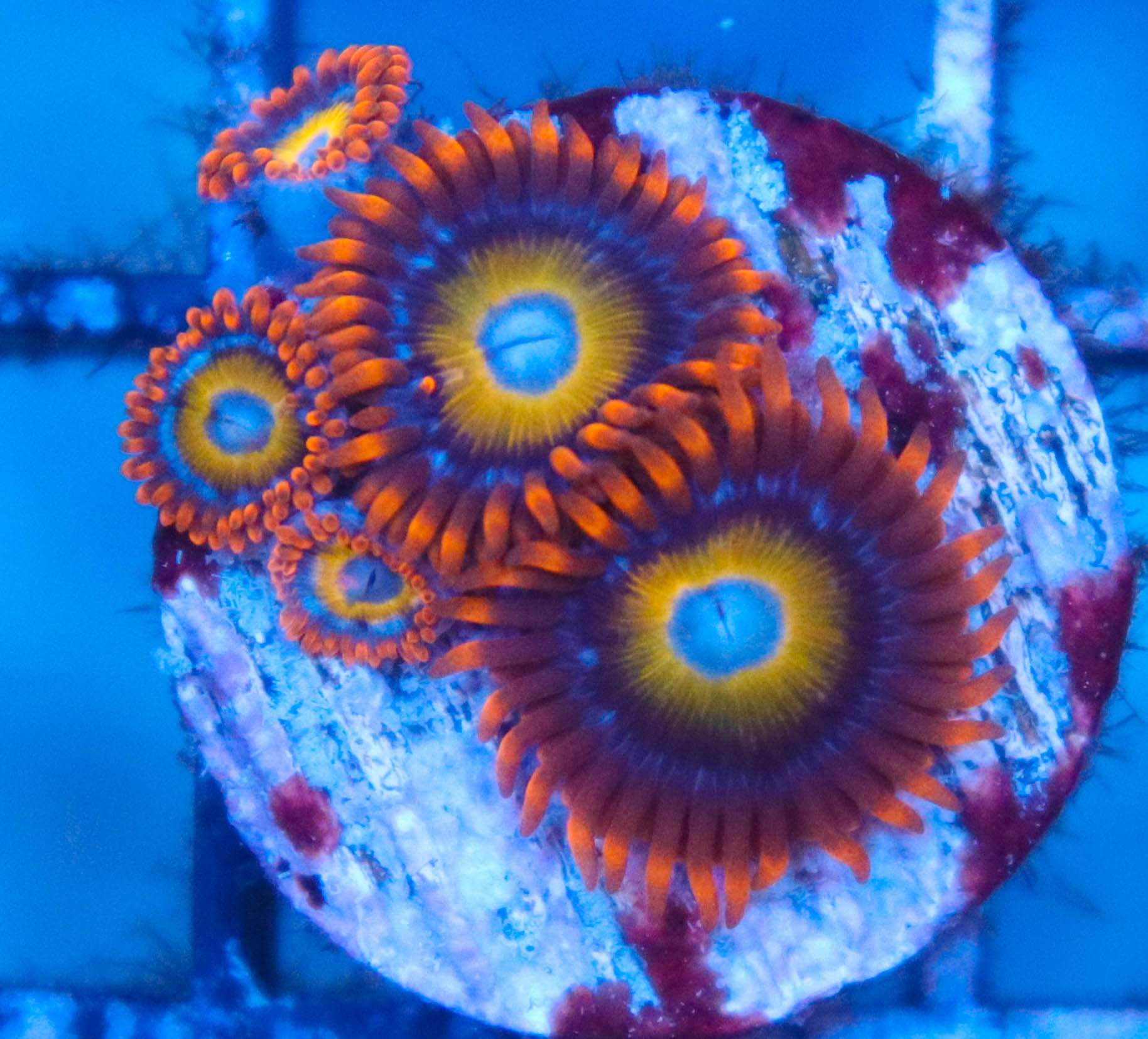 Blue Eyed Blond Zoas (Row 3B) Frag Box Corals