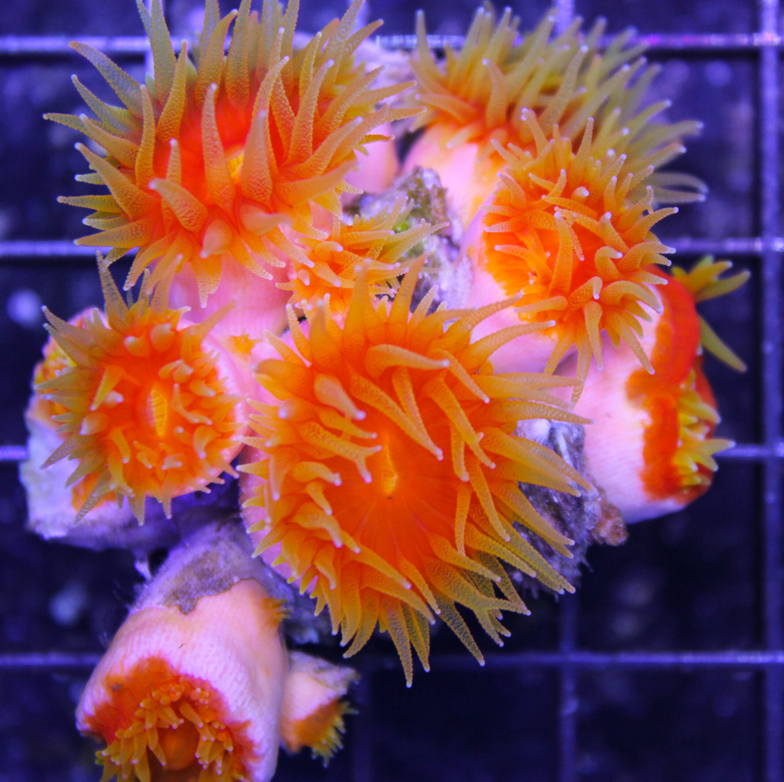 wysiwyg dendro colony Frag Box Corals