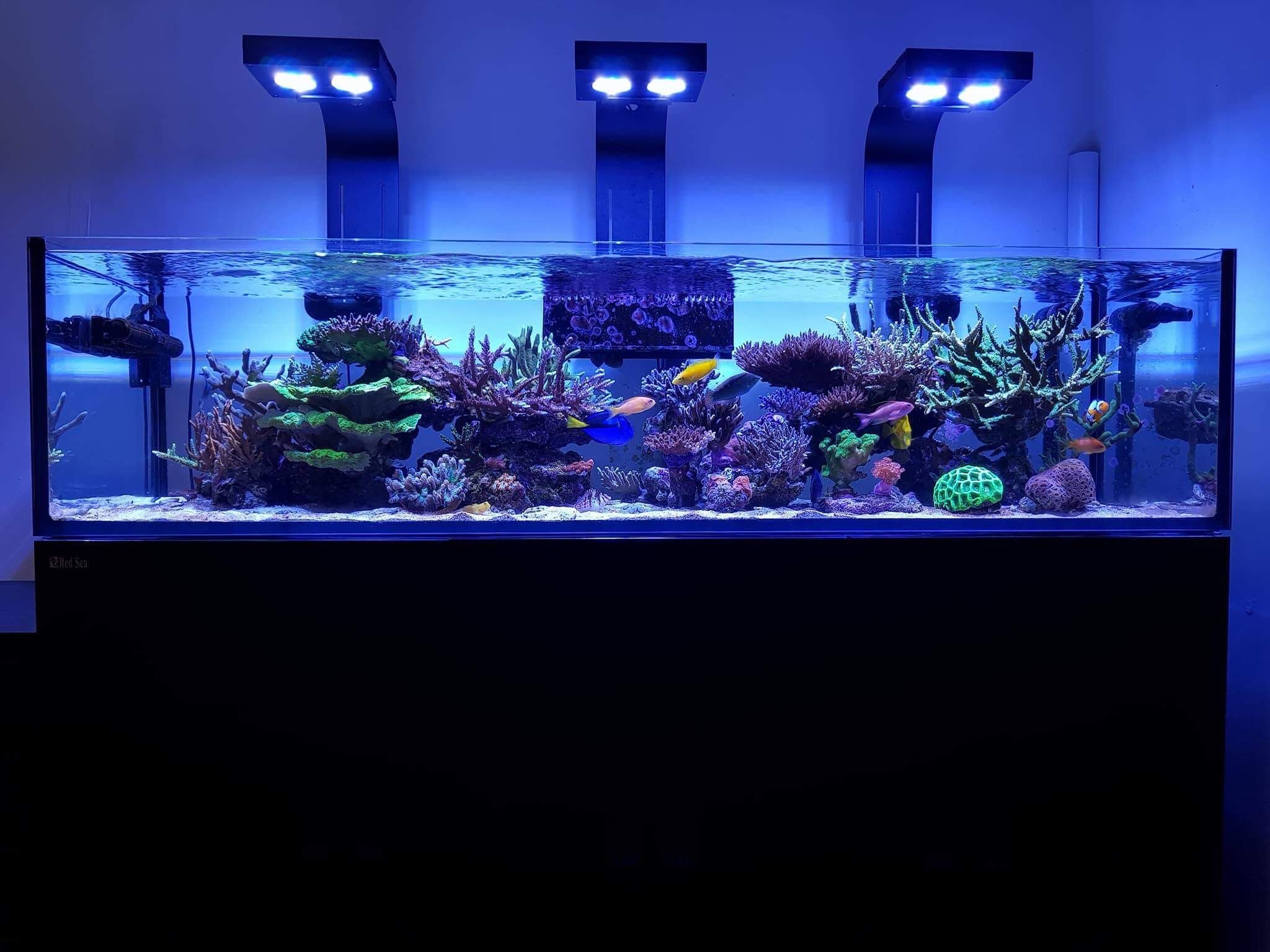 Red Sea Reefer 425 G2+ XL (91 Gal) Incl. ReefATO