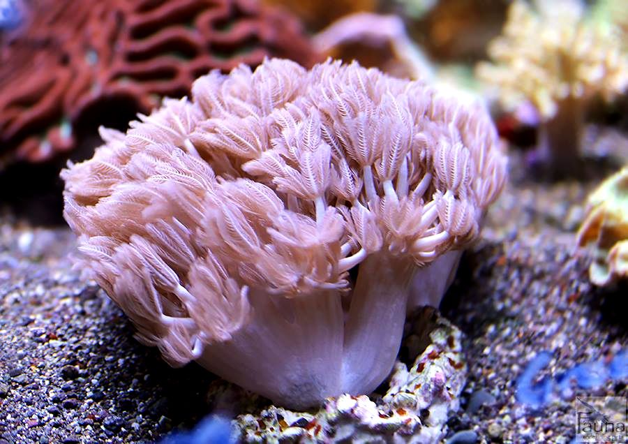 FCC Pulsing Xenia Coral (Row 38) Frag Box Corals