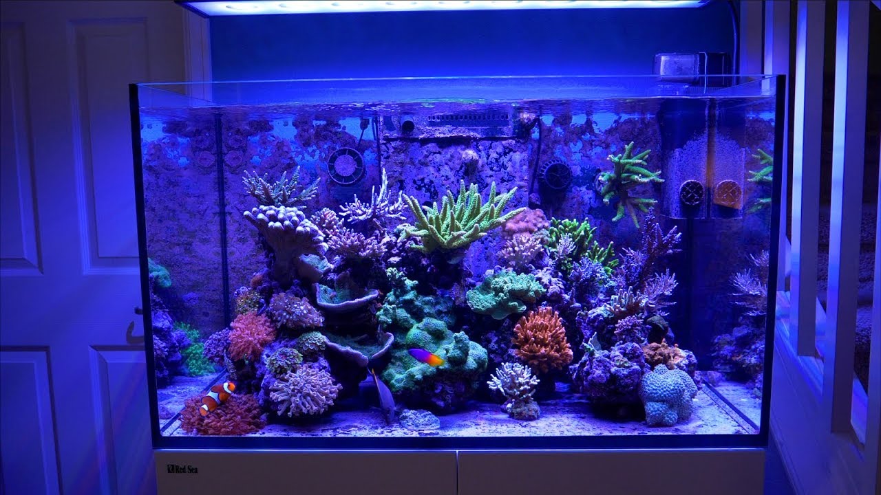 Red Sea Reefer 300 G2+ XL (65 Gal) Incl. ReefATO