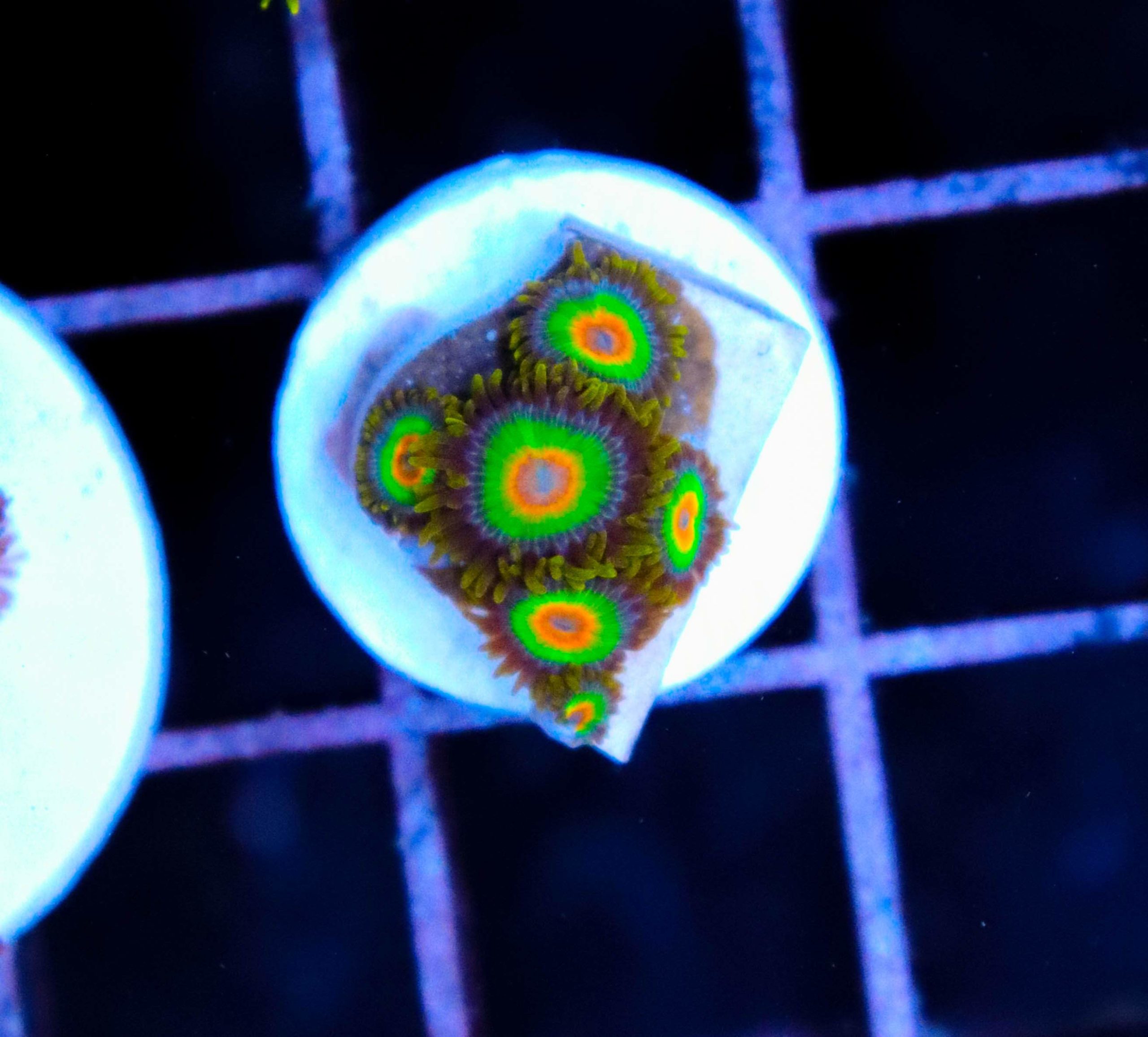 Rastas Zoas (Row 5B) Frag Box Corals