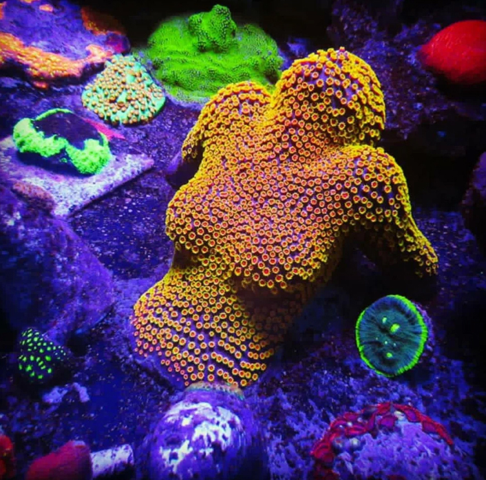 encrusting cyphastrea Frag Box Corals