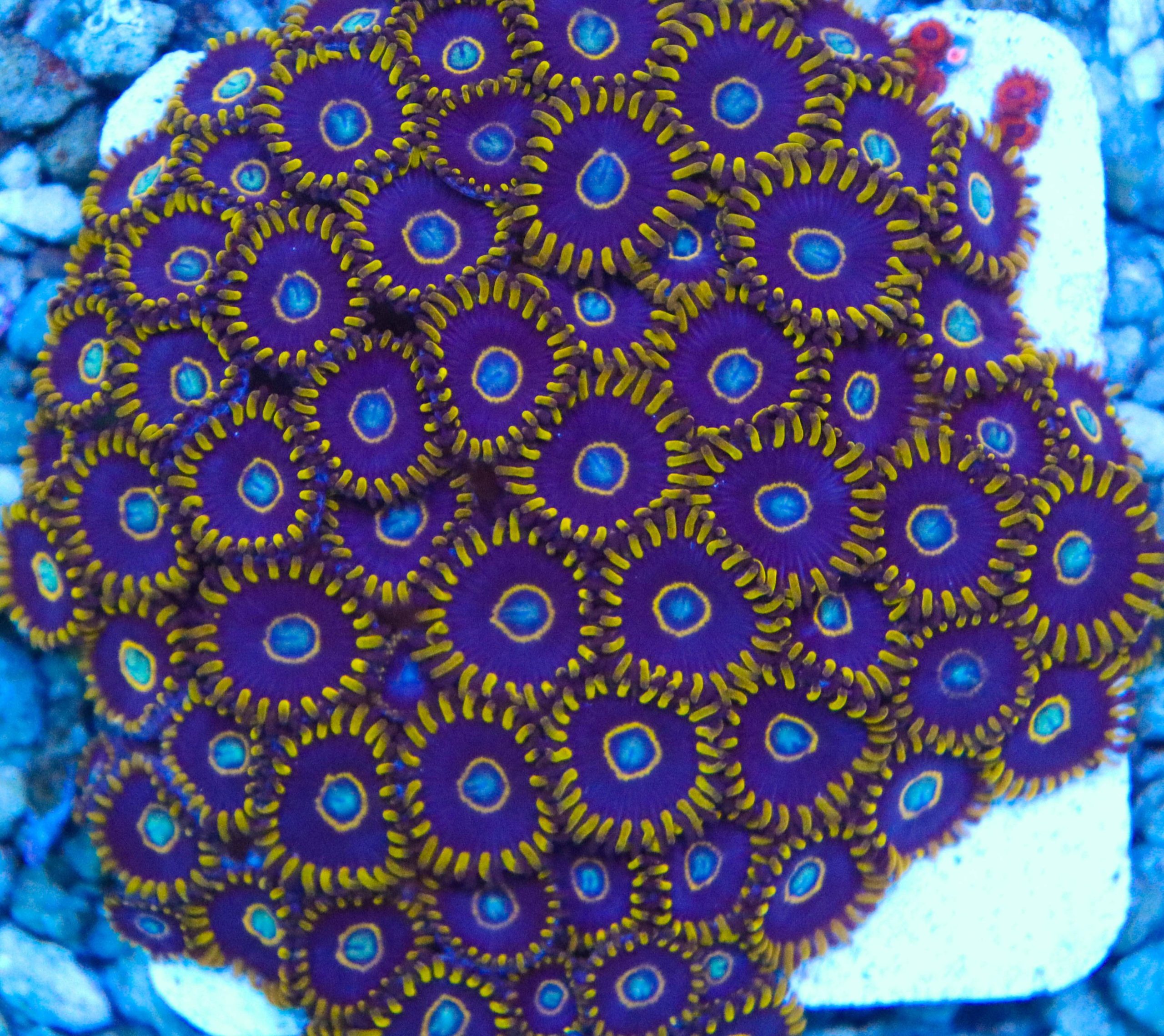 Blue Zoanthids (12 heads) Frag Box Corals