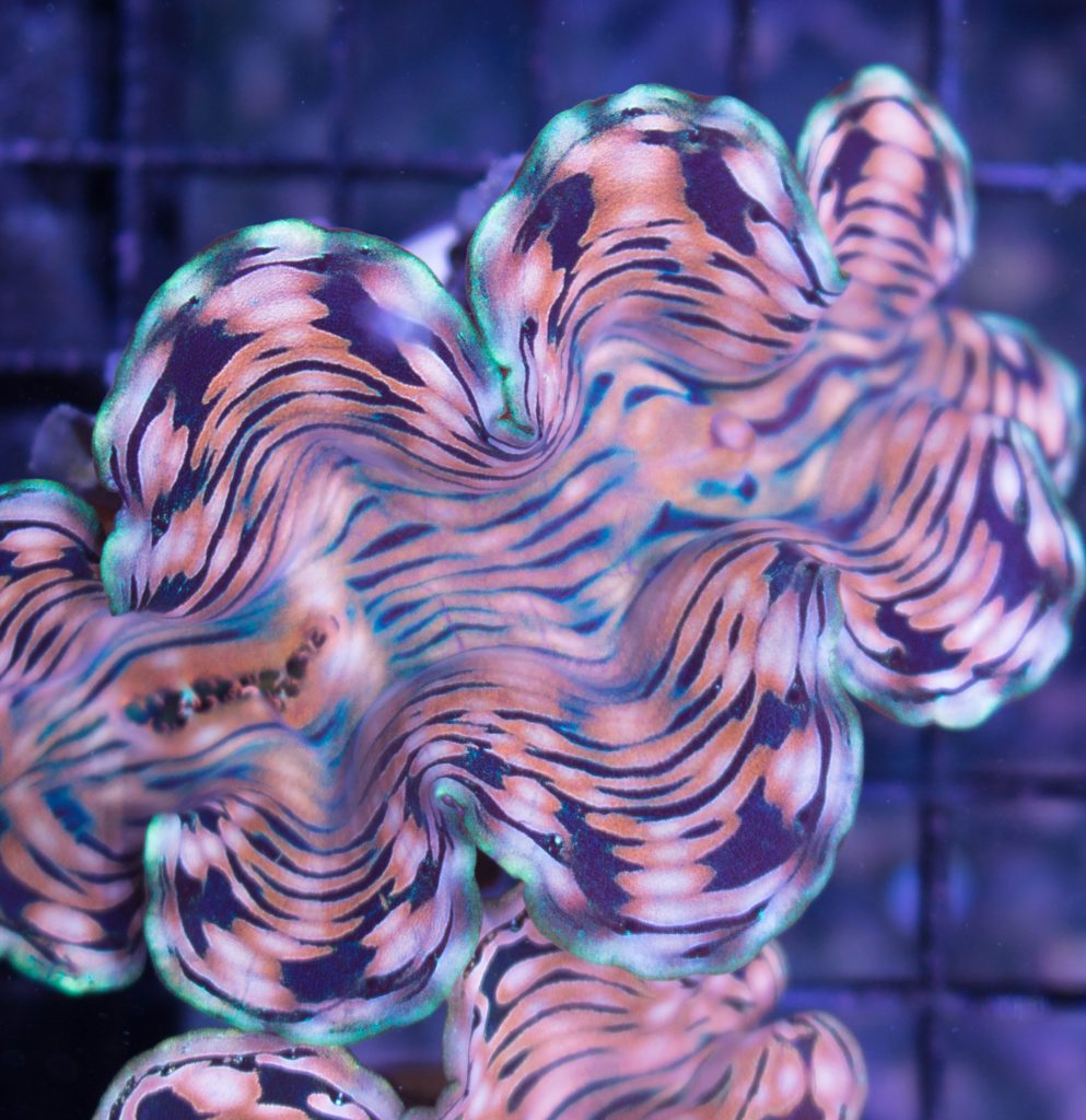 Derasa clam Frag Box Corals