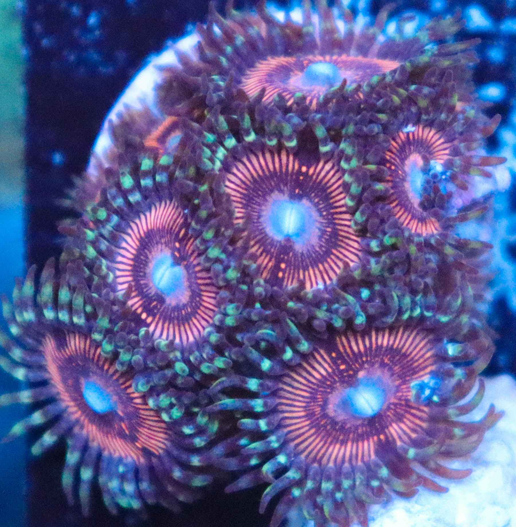 Pink Zoas Frag Box Corals