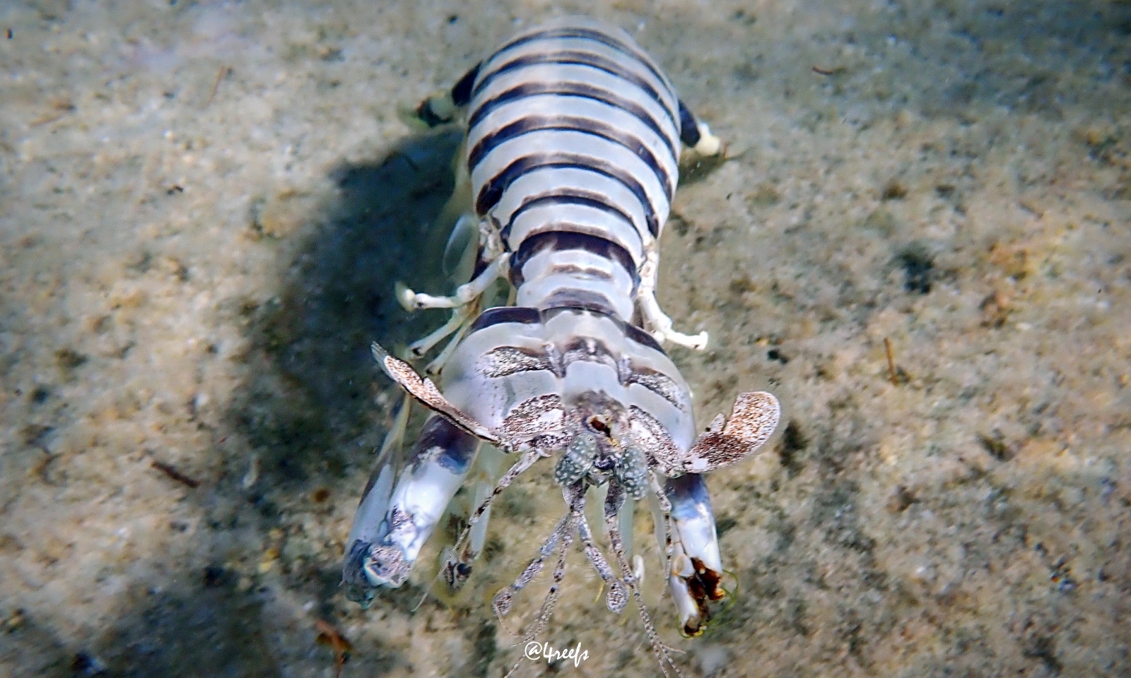 Zebra mantis shrimp Frag Box Corals