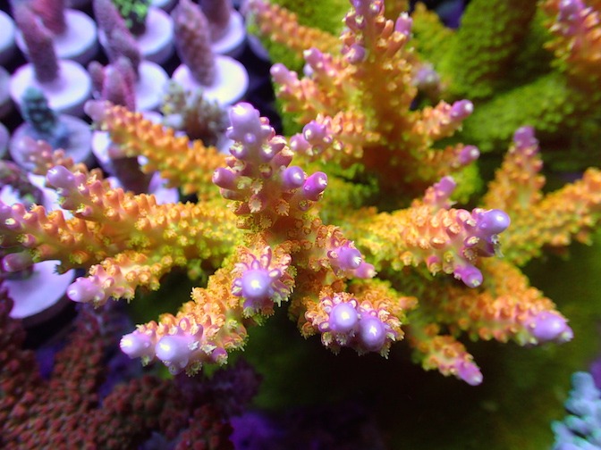 RR Rainbow Loom Corals Frag Garage