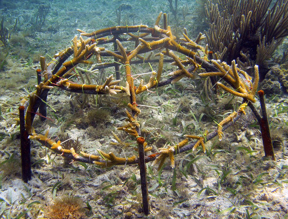 Coral Nurseries Fragments of Hope