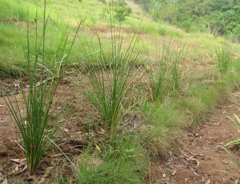 Vetiver ein cooler Duft Duftnoten