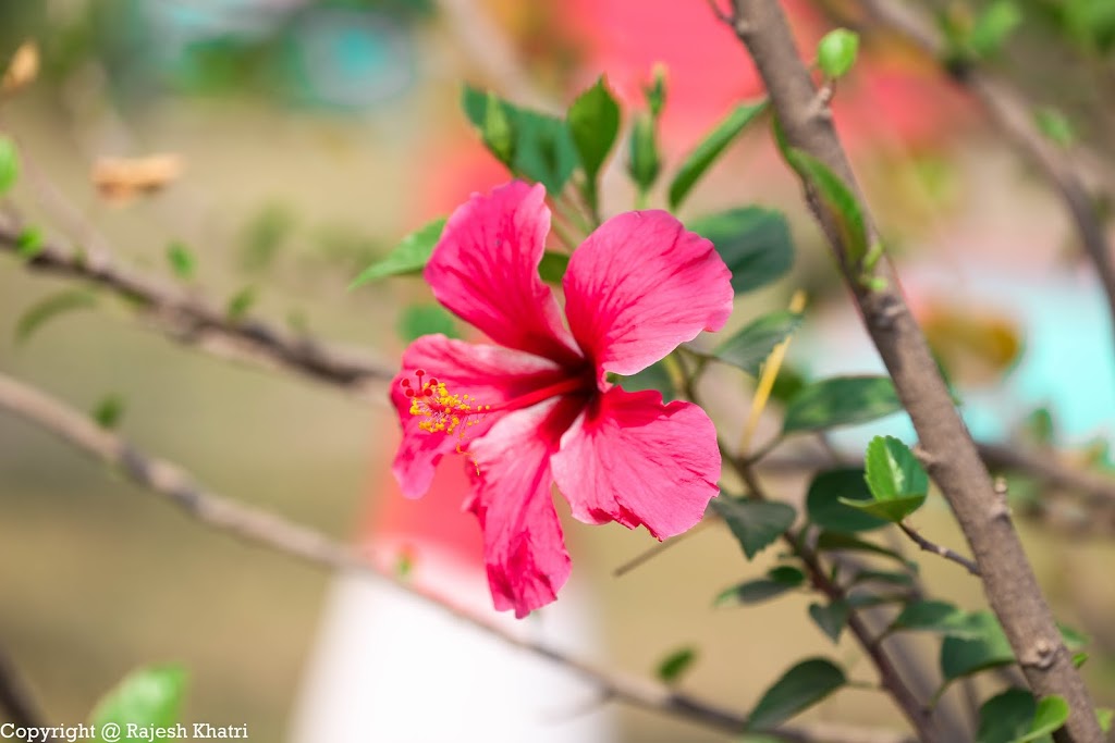 Photography Beautiful Flower Images / Beautiful Flowers Photo Image