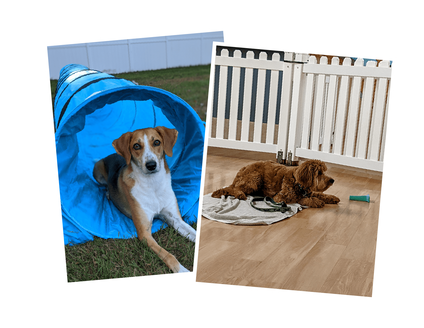 Group Classes Frame of Mind Dog Training LLC