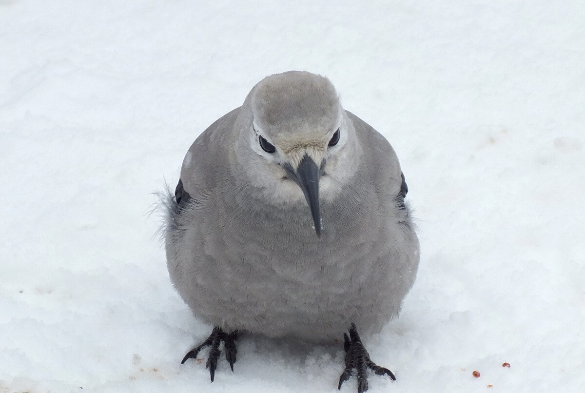 A Clark's Nutcracker At Lake Louise In Banff