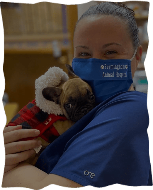 framingham animal hospital inc framingham ma about