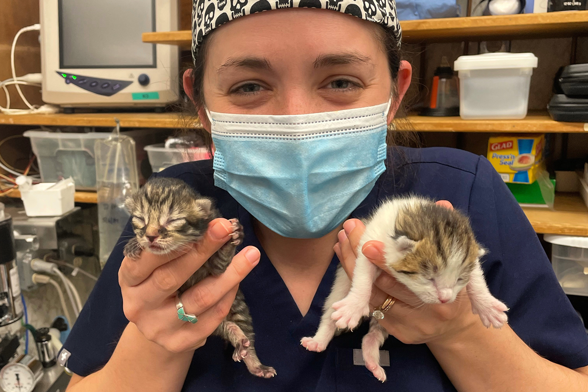 Wellness & Prevention Vet in Framingham Framingham