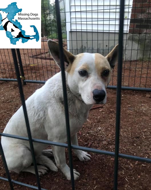 Missing Framingham Dog ReUnited With Owner 5 Years Later Framingham