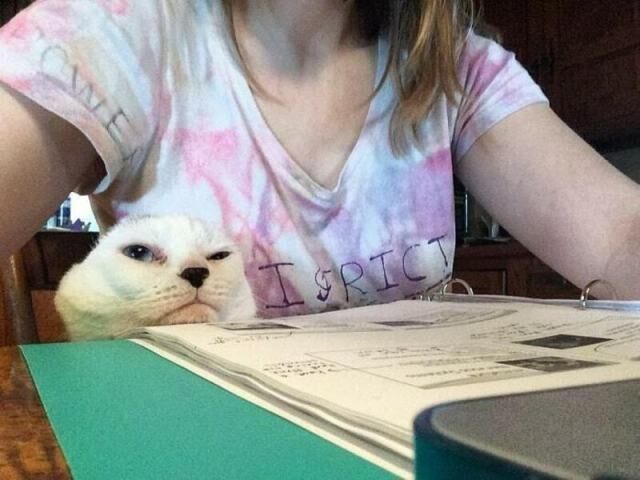 La fille a décidé d'adopter le chat le plus indésirable et