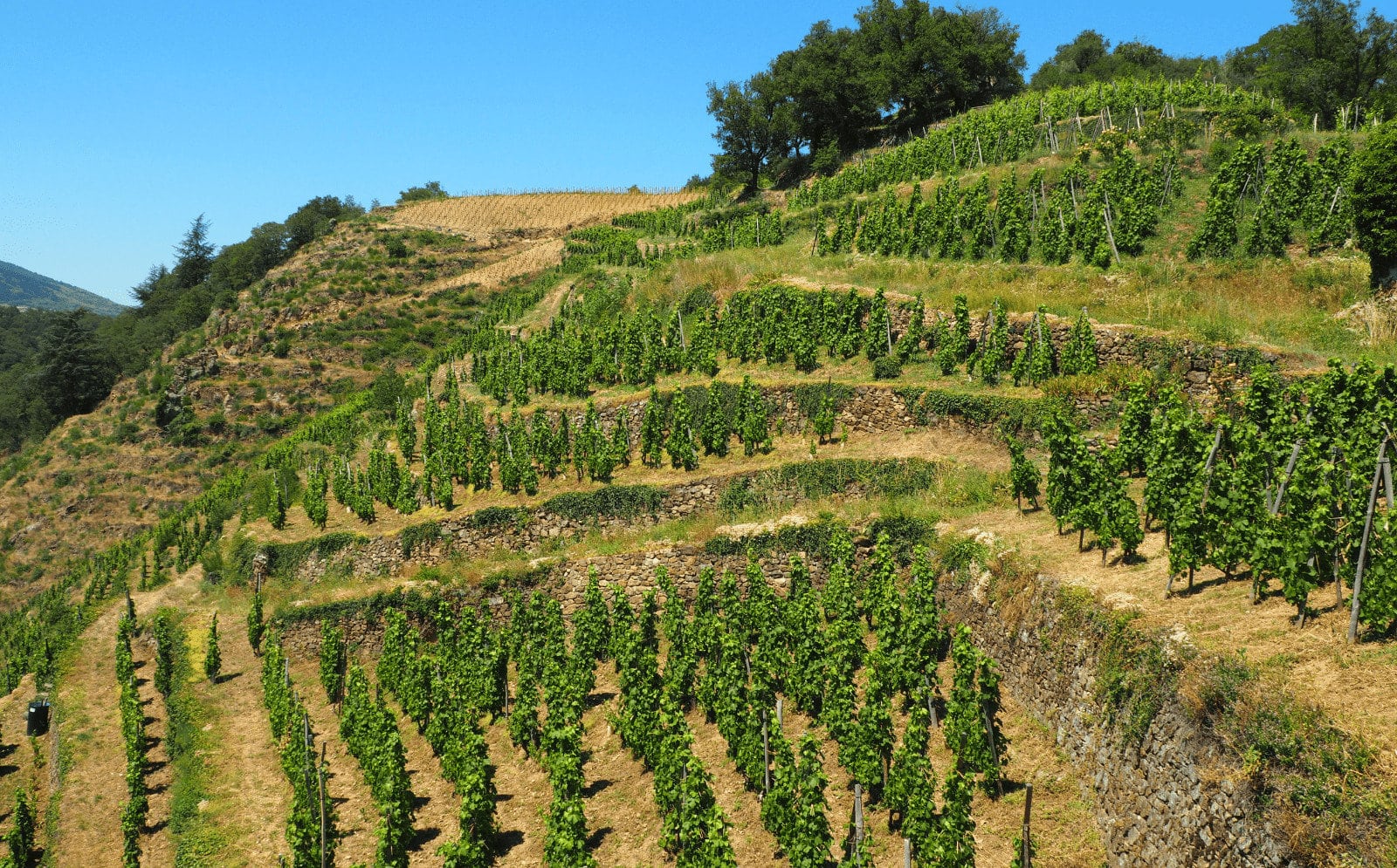 Clos de la Rhone Valley Condrieu Franc About Wine