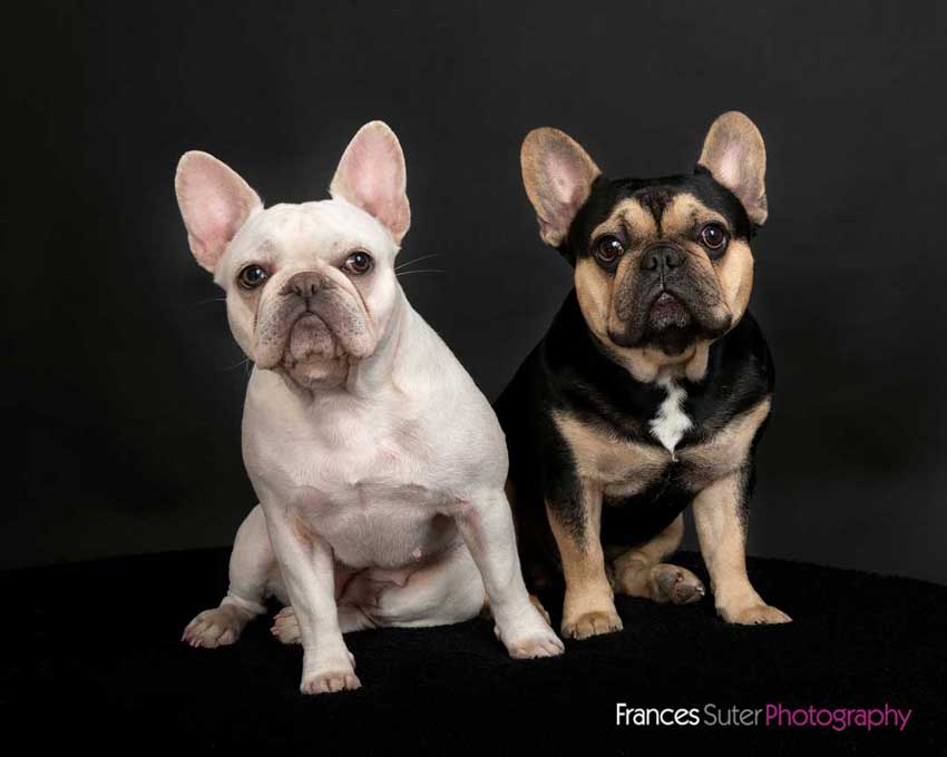 Pet Photoshoot We love French Bulldogs! Frances Suter Photography