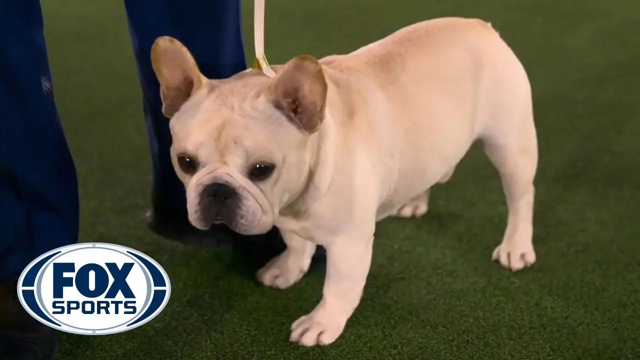 French Bulldog takes top spot in NonSporting Group Francoeur Frenchies