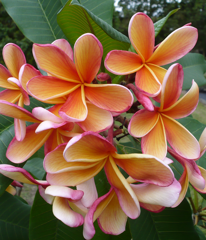 Advanced Trees FrangiPlants Frangipani wholesale specialists