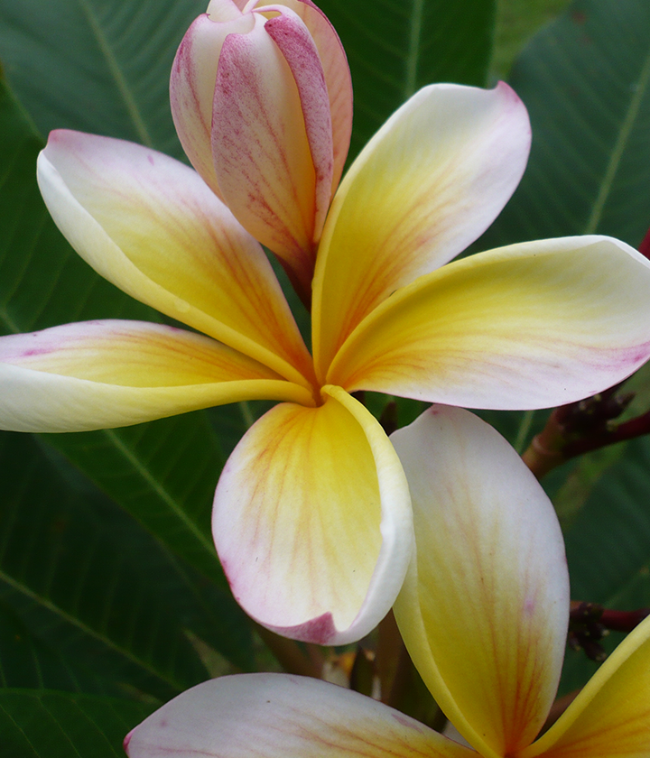 Advanced Trees FrangiPlants Frangipani wholesale specialists
