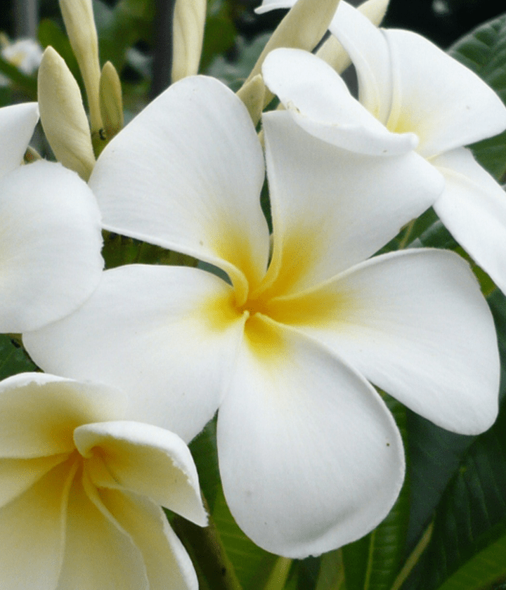 Advanced Trees FrangiPlants Frangipani wholesale specialists