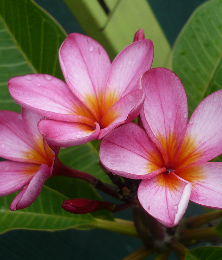 Advanced Trees FrangiPlants Frangipani wholesale specialists