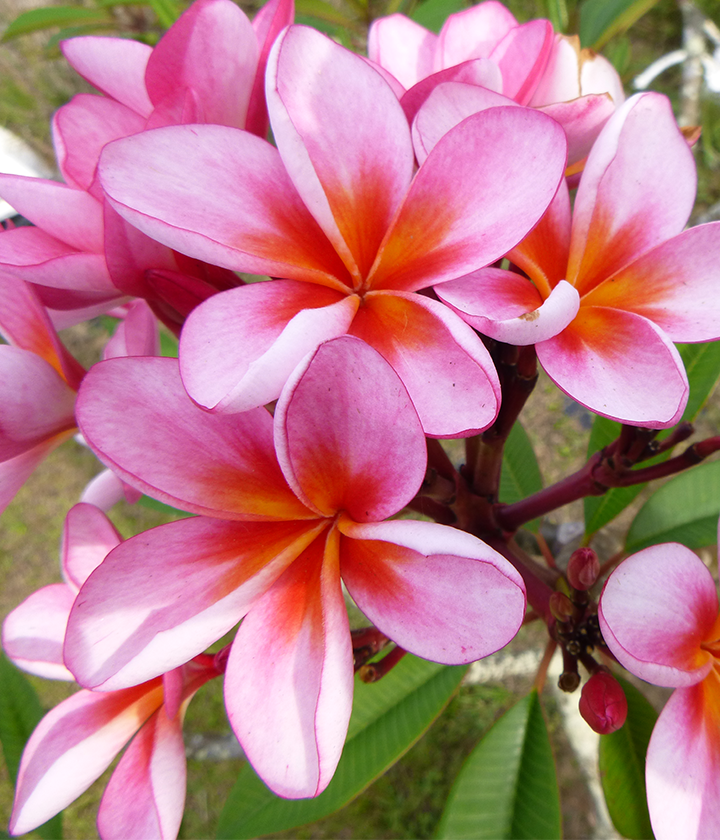 Advanced Trees FrangiPlants Frangipani wholesale specialists