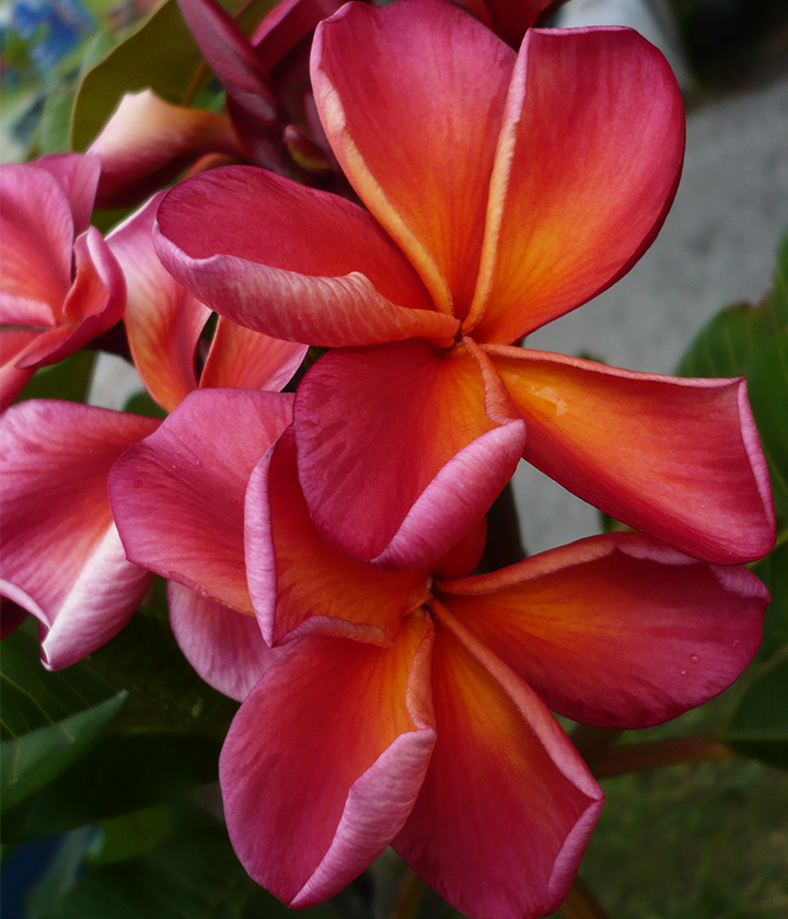 Advanced Trees FrangiPlants Frangipani wholesale specialists