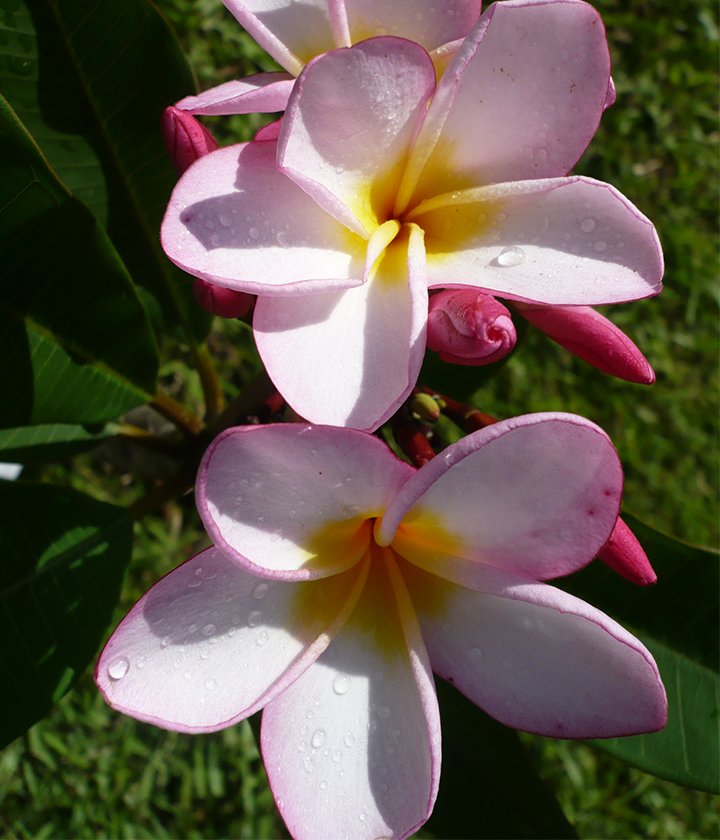Advanced Trees FrangiPlants Frangipani wholesale specialists