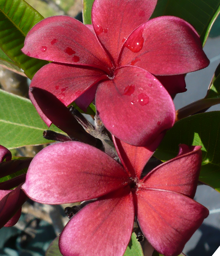 Advanced Trees FrangiPlants Frangipani wholesale specialists