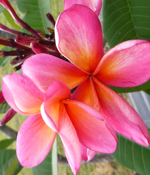 Advanced Trees FrangiPlants Frangipani wholesale specialists