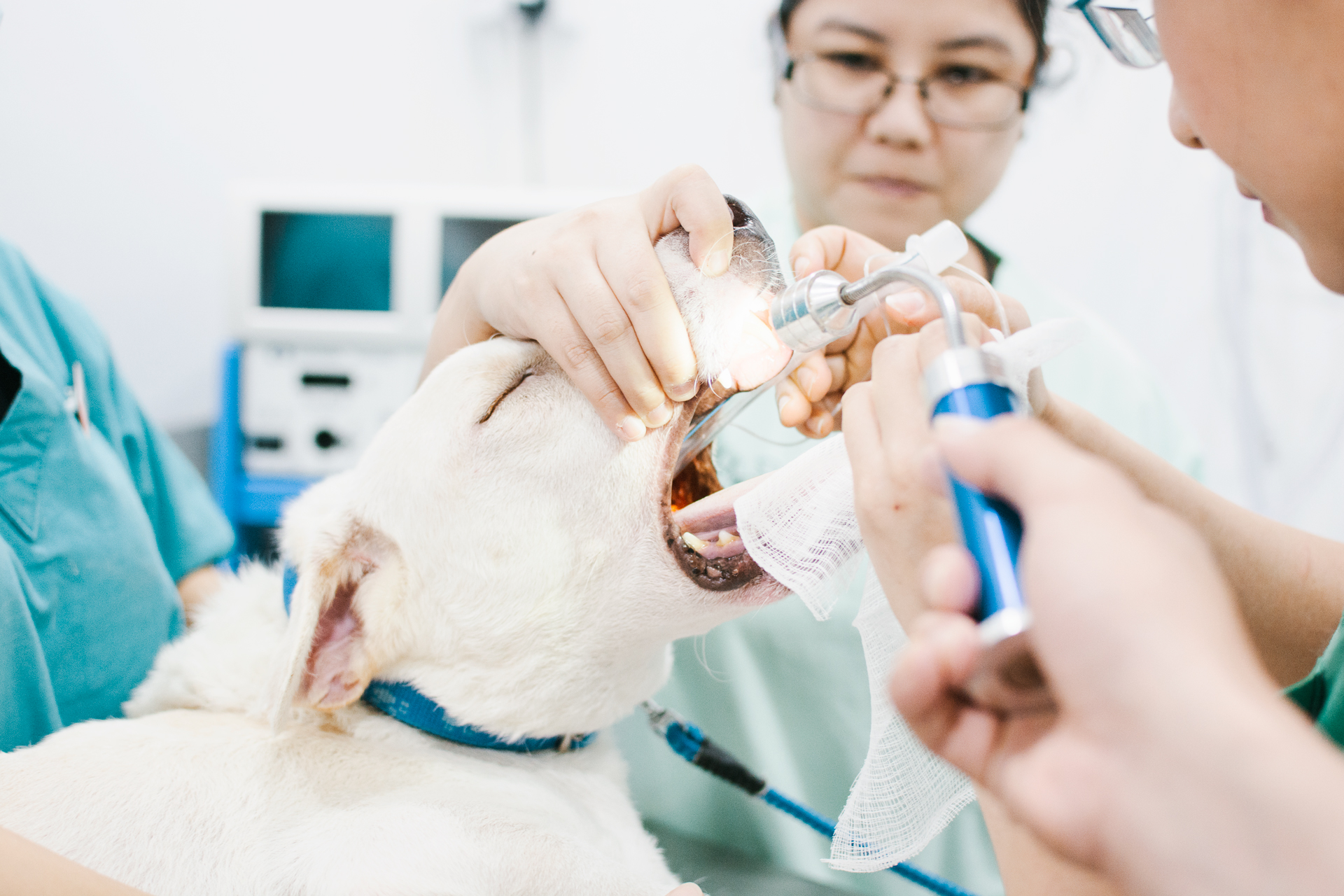 Dentistry Frankel Veterinary Centre