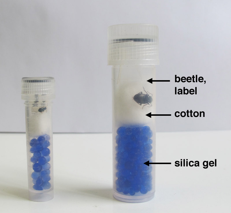 Useful Information WonderfulInsects