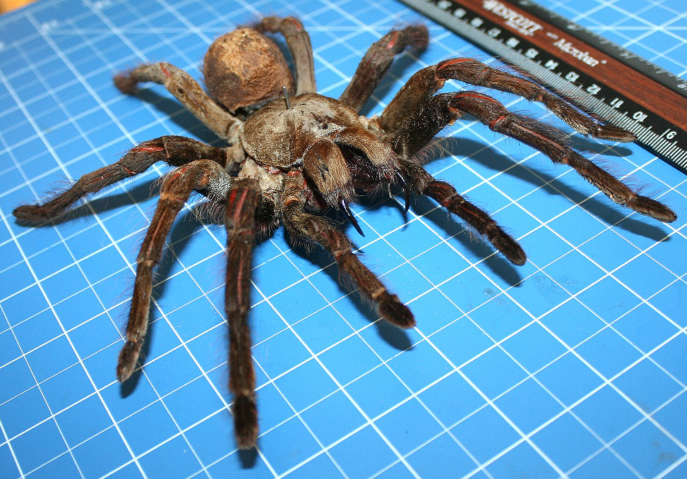 Goliath Birdeater Theraphosa blondi LATREILLE, 1804 WonderfulInsects