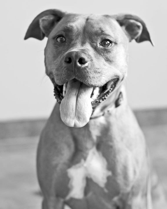 Frankfort Animal Care Center FAQS