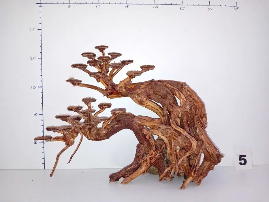 Bonsai acvariu aquascape Bucuresti Sectorul 1 • OLX.ro