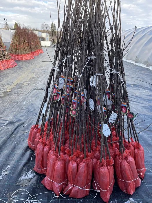 Trandafiri copac angro Piatra Neamt • OLX.ro