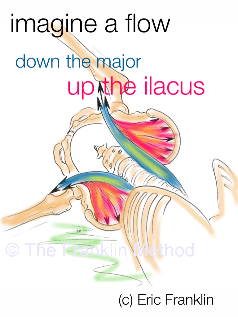 Psoas_muscleFinal Franklin Method®