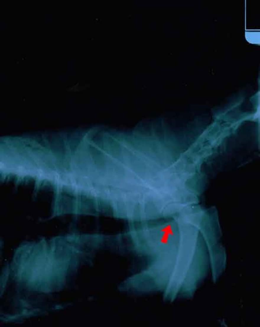 Tracheal Collapse in Dogs Holistic Vets in Nashville TN