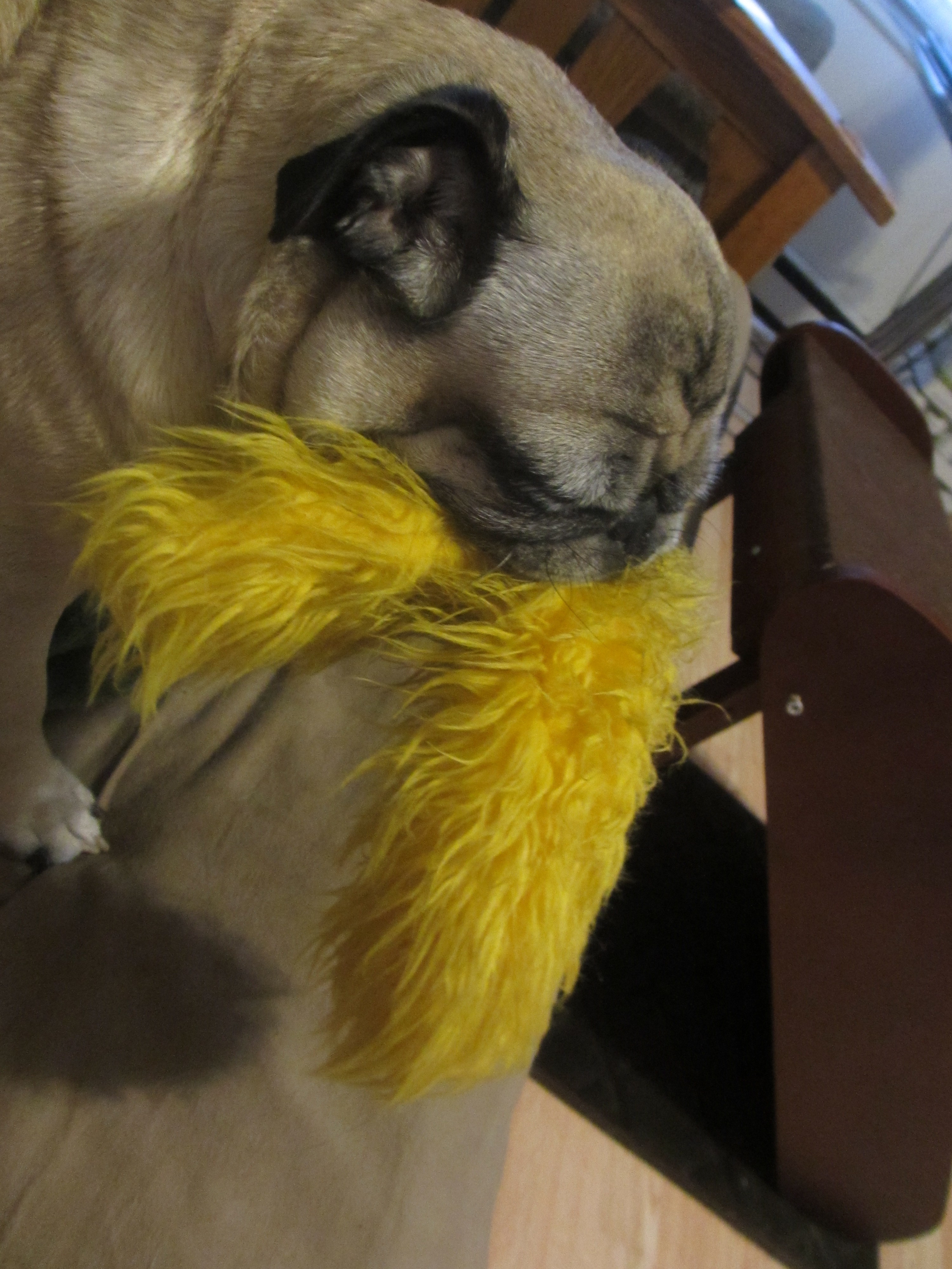 Favorite pug dog toys