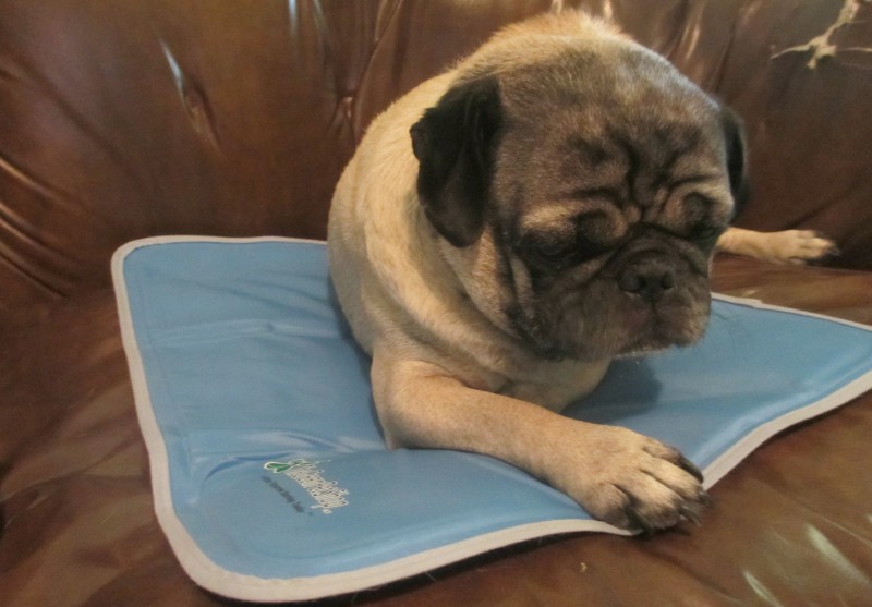 Can Pugs Cope With Hot Weather In The Summer?