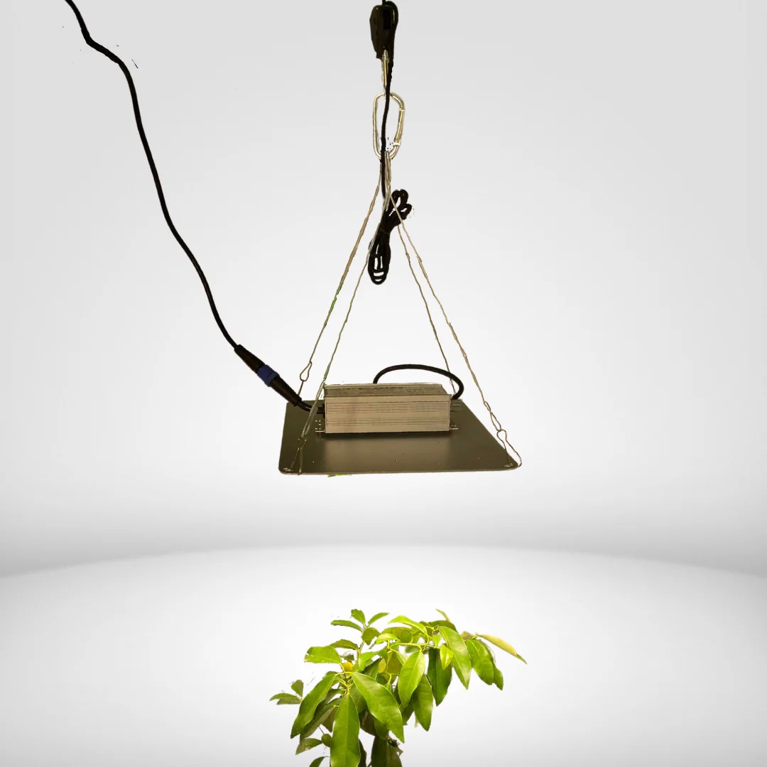 Dimming Remote Control 600W LED Grow Light for Citrus Trees Frank's