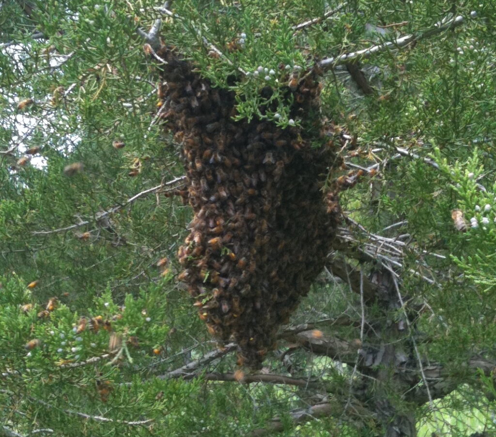 Why Do Bees Swarm? Frank the Beeman