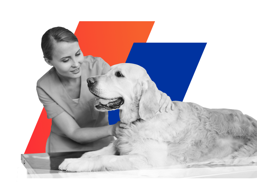 Pet Franchise Find The Perfect Opportunity Near You