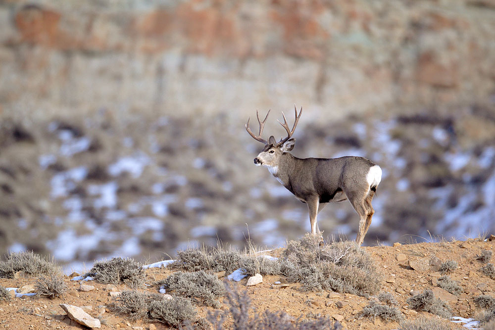 Wyoming Mule Deer Yellowstone Nature Photography by D. Robert Franz