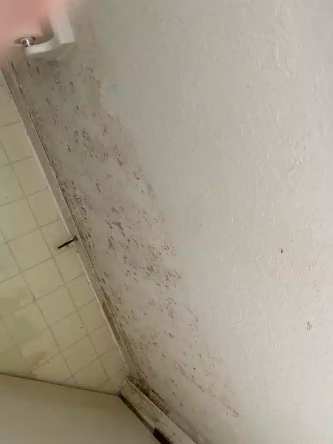 What Causes Mold in Your Home and How to Stop It