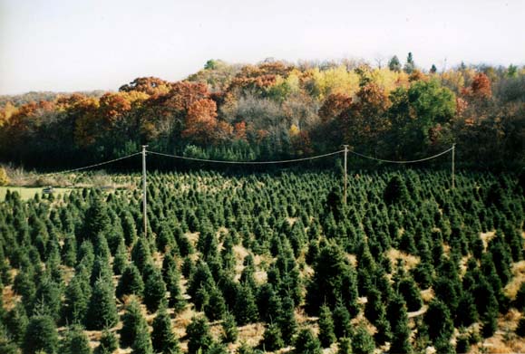Christmas Tree Farm Photos, Southern Minnesota